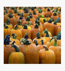 Pumpkin Field Photographic Print