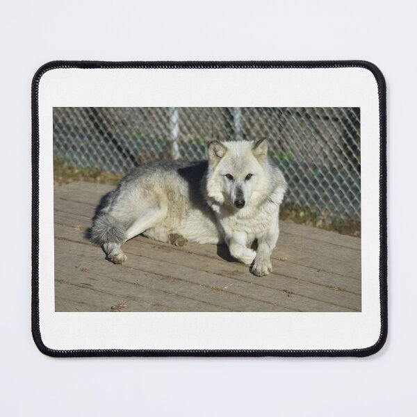 Item preview, Grey Wolf designed and sold by MarieDarcy97.