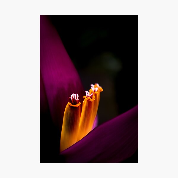 A Glowing Macro Photo of a Purple & Yellow Flower Photographic Print