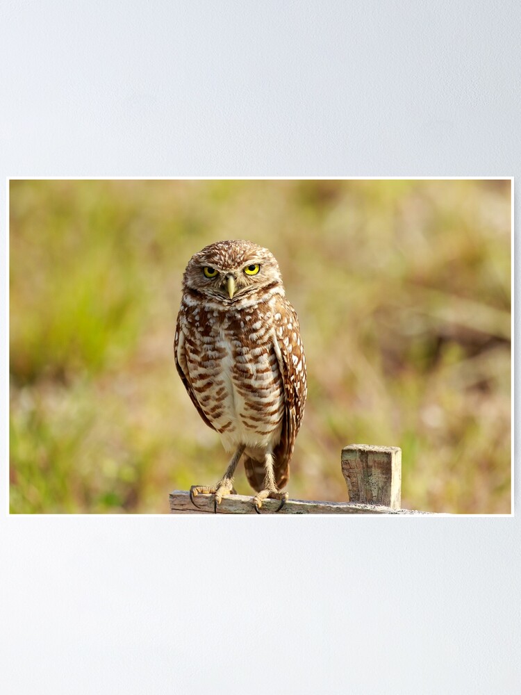 Burrowing Owl Cape Coral Florida | Poster