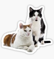 National cat Day Sticker