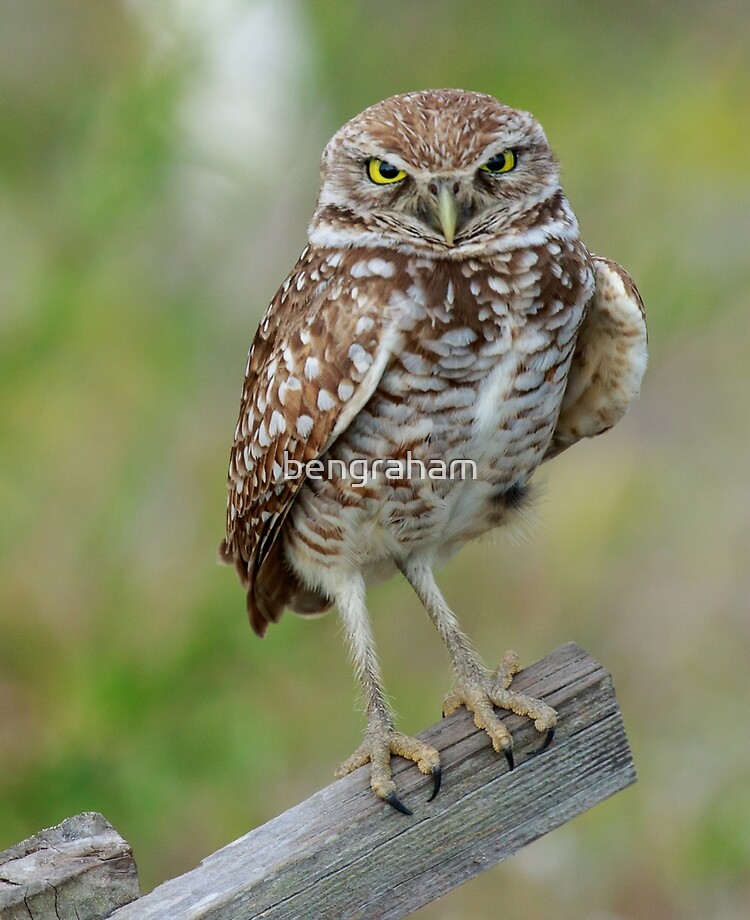 Burrowing Owl Cape Coral Florida | iPad Case & Skin