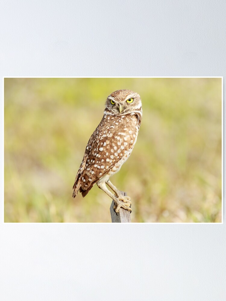 Burrowing Owl Cape Coral Florida