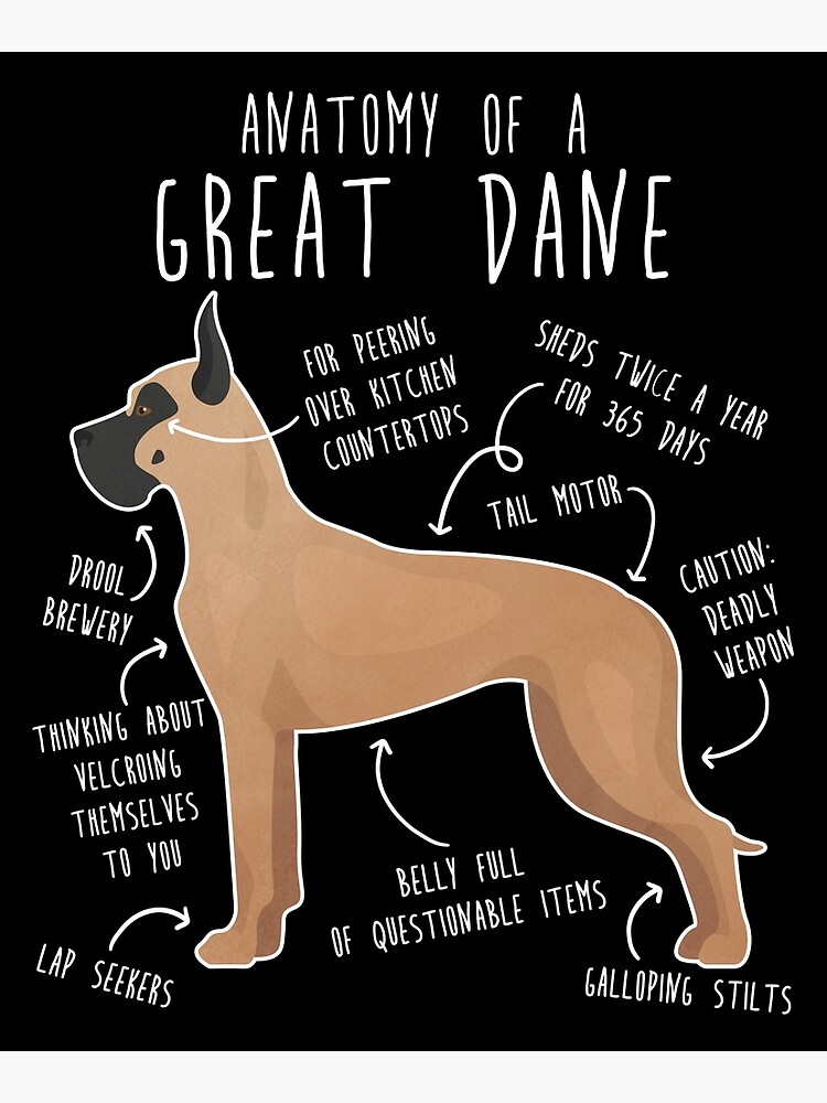 Cropped Fawn Great Dane Dog Anatomy