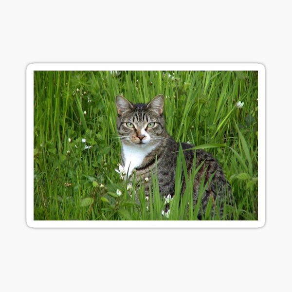 Item preview, photo cat in the grass designed and sold by mystudiocreate.