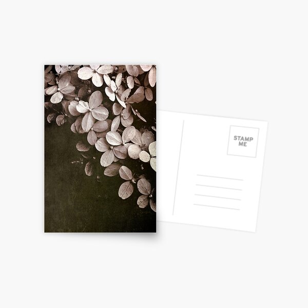 hydrangea Postcard