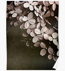 hydrangea Poster