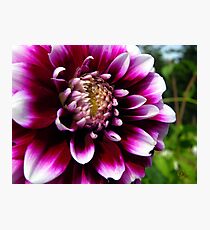 Glory on the Farm Photographic Print