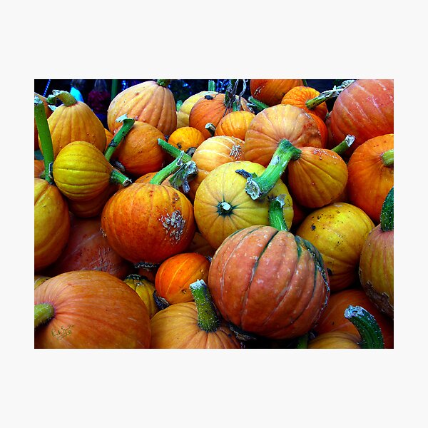 Whidbey Pumpkins Three Photographic Print