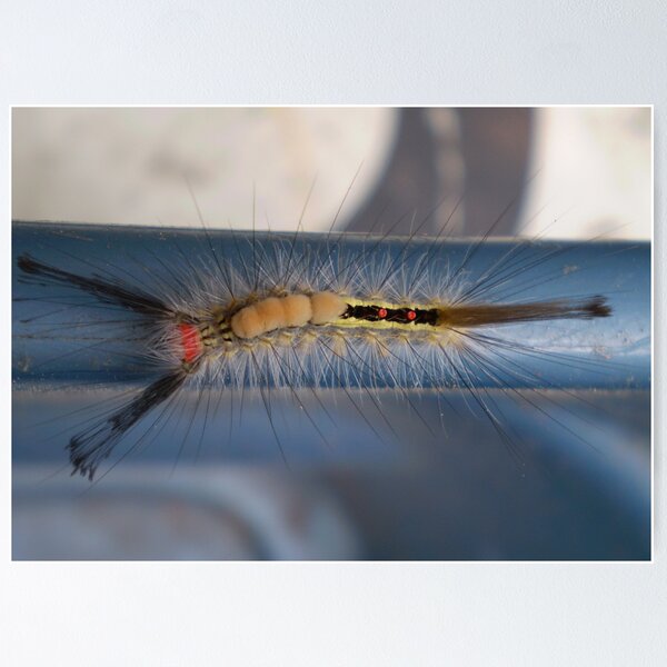 Item preview, White-marked Tussock Moth Caterpillar designed and sold by Felt4Ewe.