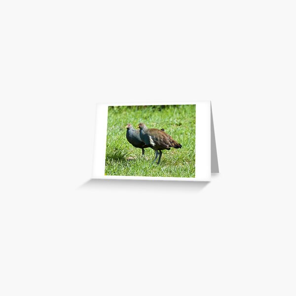 NATIVE-HEN ~ Piyura 3EJ4W6ZF by David Irwin ~ WO Greeting Card