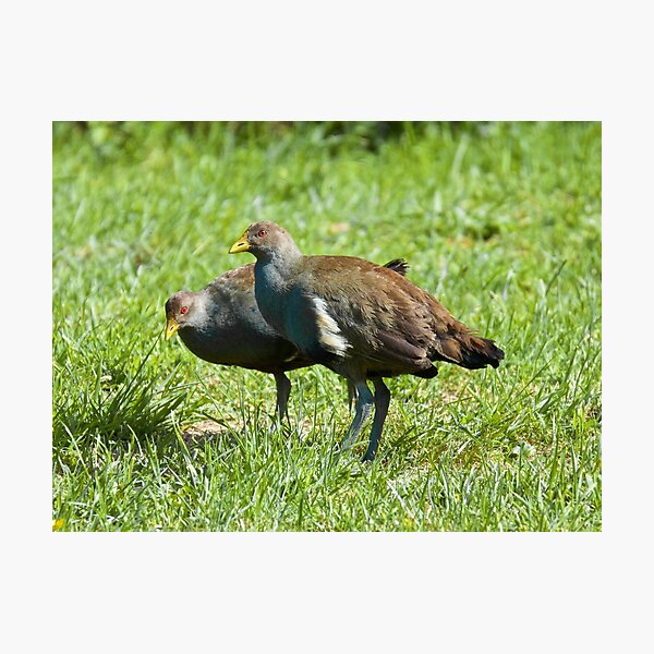 NATIVE-HEN ~ Piyura MZJ93V6Z by David Irwin Photographic Print