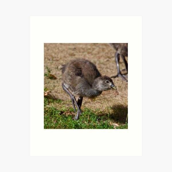 Item preview, NATIVE-HEN ~ Piyura MZTR2XKT by David Irwin designed and sold by tasmanianartist.