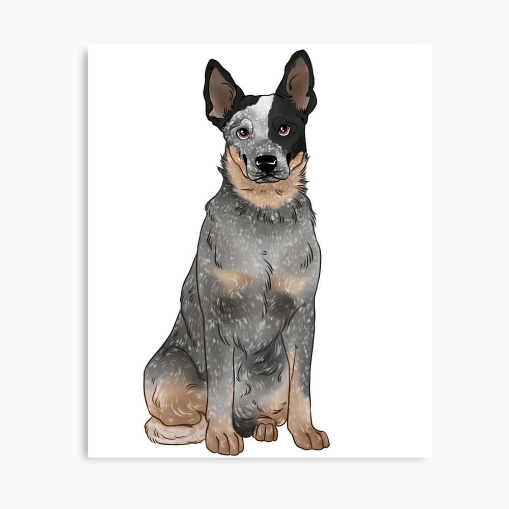 Blue Australian Cattle Dog Photographic Print For Sale By K Sea Redbubble Blue Australian Cattle Dog Photographic Print For Sale By K Sea Redbubble