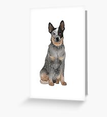 Blue Australian Cattle Dog Greeting Card