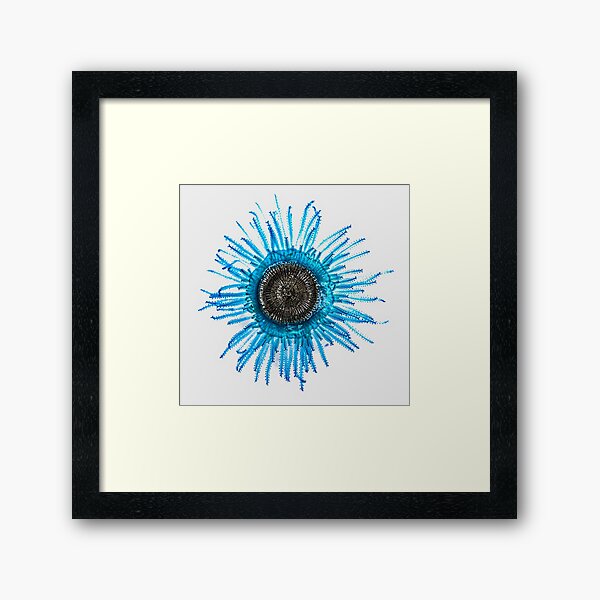 Blue Button Jelly Fish - Porpita porpita Framed Art Print