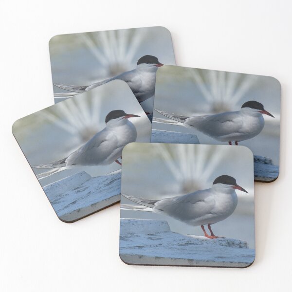 Item preview, Common Tern at Kadriog Park designed and sold by Birds-by-Bovi.