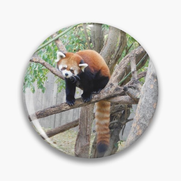 Item preview, Red panda designed and sold by OriginalKlaus.