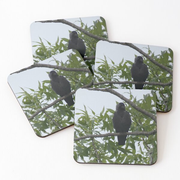Item preview, grajo posado designed and sold by Birds-by-Bovi.