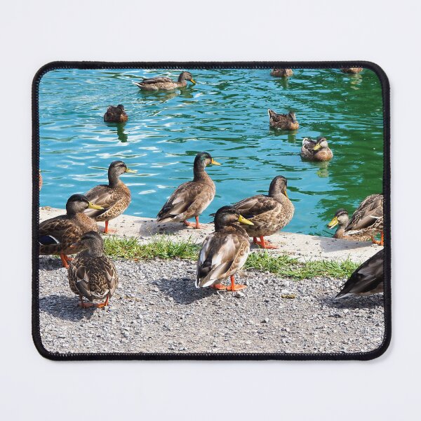 Item preview, Flock Of Ducks At My Local Pond designed and sold by BackyardBirder.