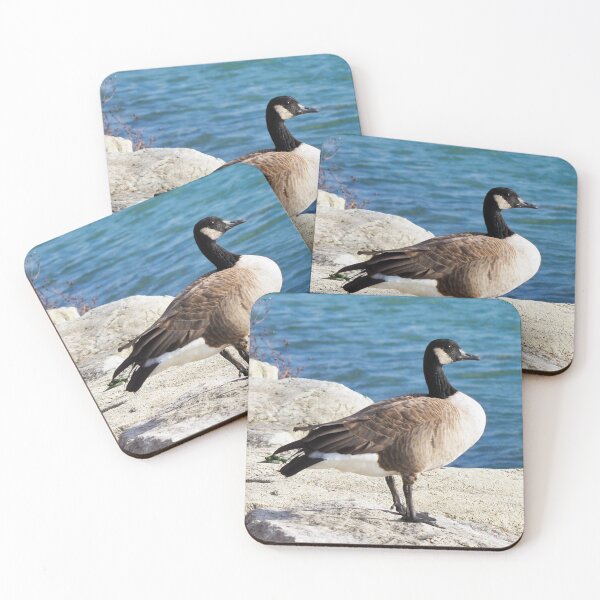 Item preview, Canada Goose Standing On Some Rocks Next To A Lake - Wild Canada Goose Bird designed and sold by BackyardBirder.