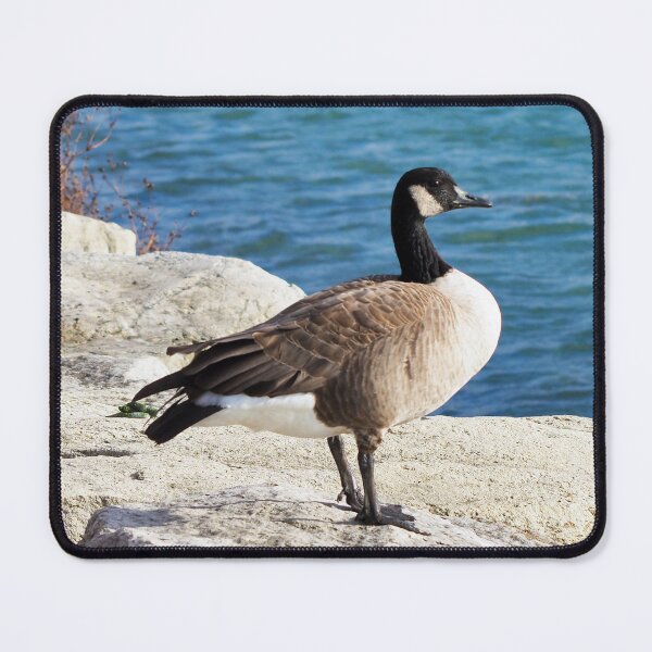 Item preview, Canada Goose Standing On Some Rocks Next To A Lake - Wild Canada Goose Bird designed and sold by BackyardBirder.