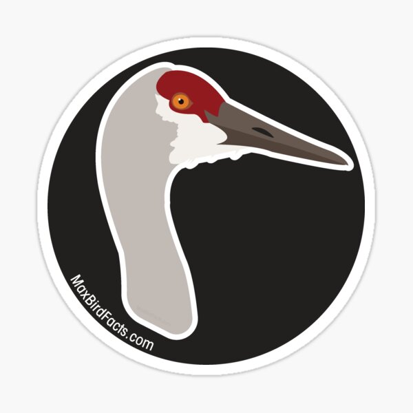 Item preview, Sandhill Crane designed and sold by MaxBirdFacts.