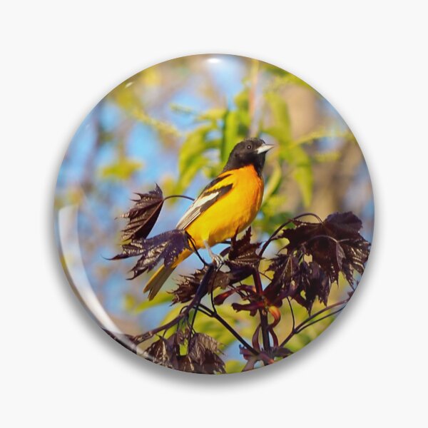 Item preview, A Baltimore Oriole Perched On A Tree designed and sold by BackyardBirder.