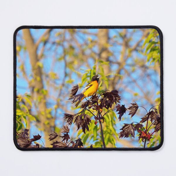 Item preview, A Baltimore Oriole Perched On A Tree designed and sold by BackyardBirder.