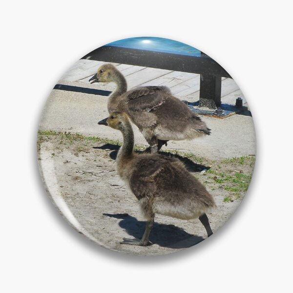 Item preview, A Family Of Canada Goose Goslings - Wild Canada Goose Bird designed and sold by BackyardBirder.