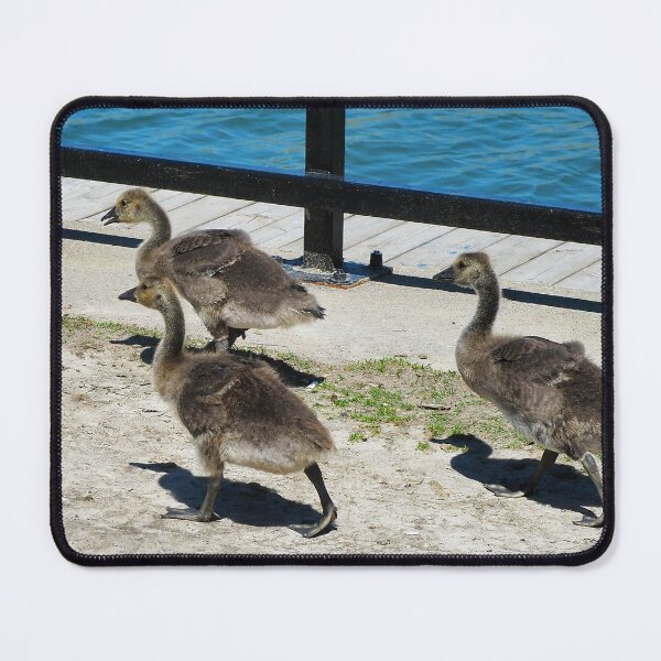 Item preview, A Family Of Canada Goose Goslings - Wild Canada Goose Bird designed and sold by BackyardBirder.