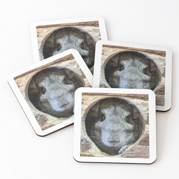 Item preview, Chinchilla stares designed and sold by ChinnieGirl.