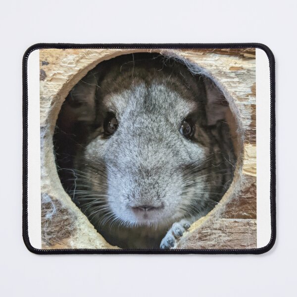 Item preview, Chinchilla stares designed and sold by ChinnieGirl.
