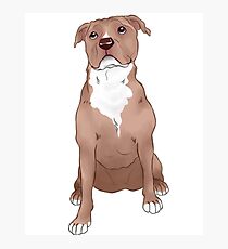 Red Pitbull Photographic Print