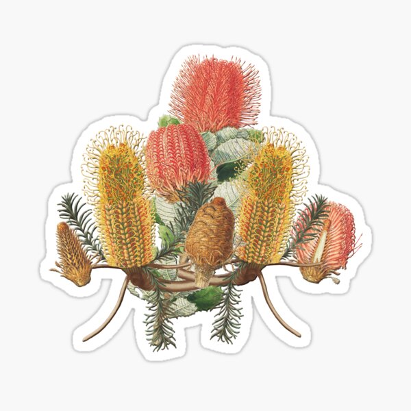 Red and yellow Banksias - yellow Cassia Sticker