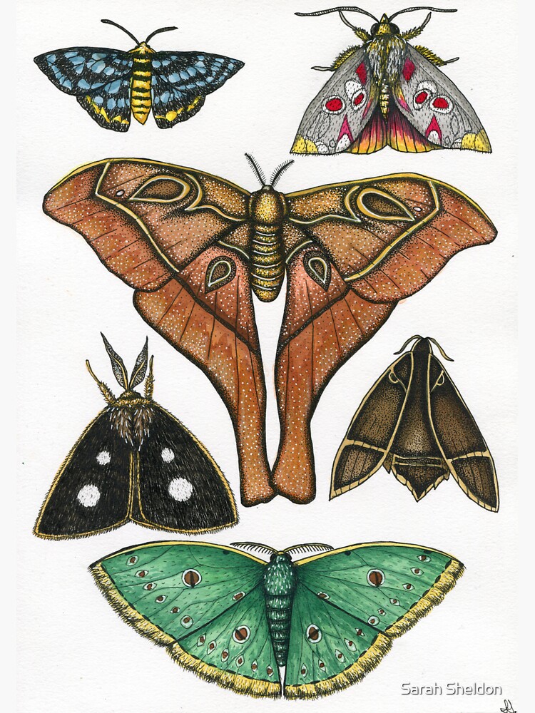 Australian Moths by avibrantnest