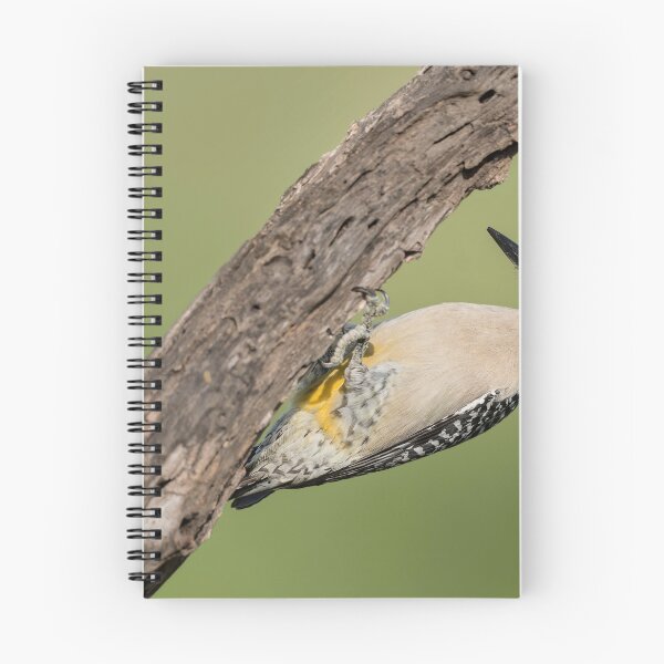 Item preview, Male Golden-fronted Woodpecker designed and sold by Puttaswamy Ravishankar.