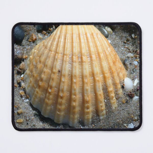 Item preview, shell designed and sold by KathleenDawson.