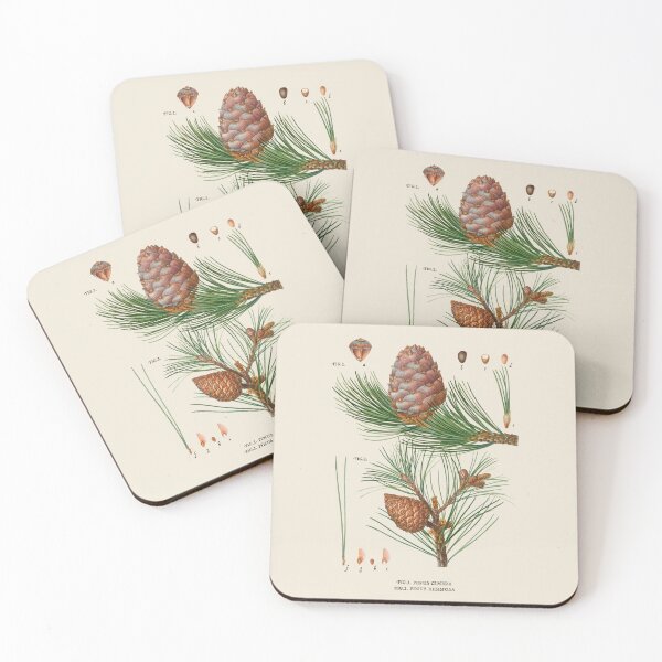 Item preview, Pine Tree Antique Botanical Illustration designed and sold by Antiquated Art.