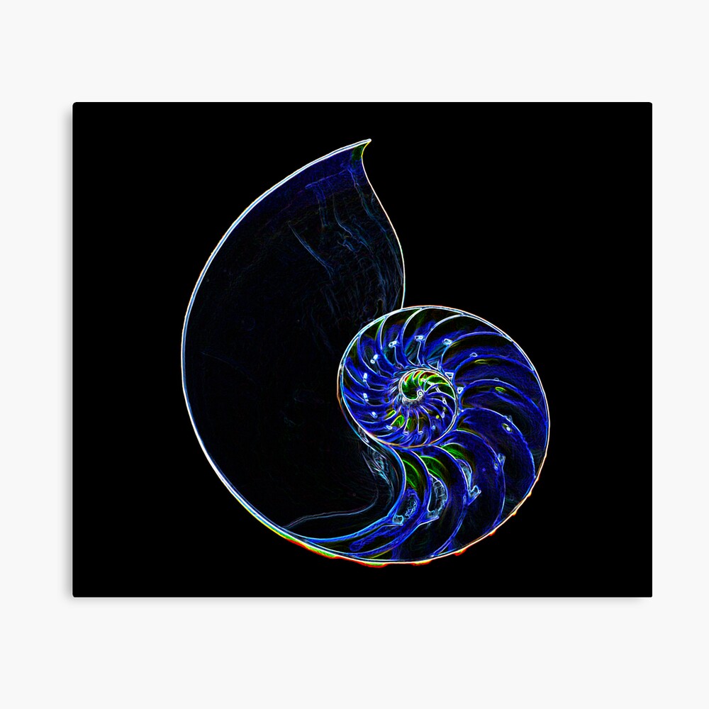 Neon Outline Of Half Nautilus Shell 3 Poster By Sjchen Redbubble
