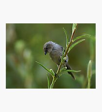 Inquisitive Bushtit Photographic Print