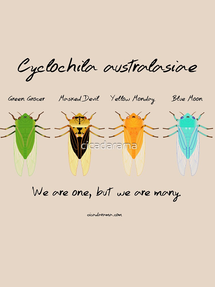 "We are one" - Cyclochila australasiae cicadas by cicadarama