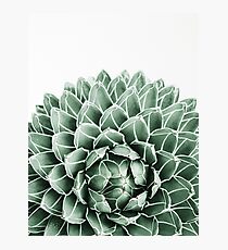 Succulent splendour Photographic Print