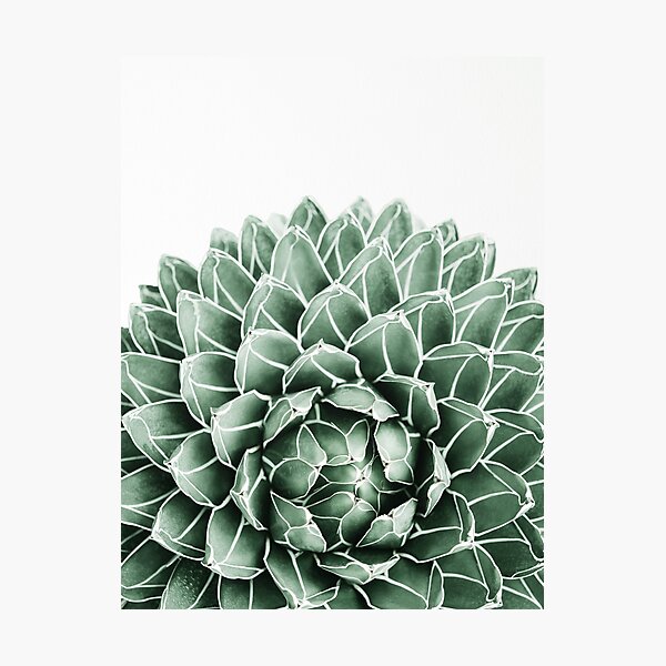 Item preview, Succulent splendour designed and sold by Gale Switzer.