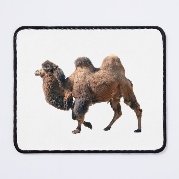 Item preview,  Bactrian camel designed and sold by EndangeredFotos.