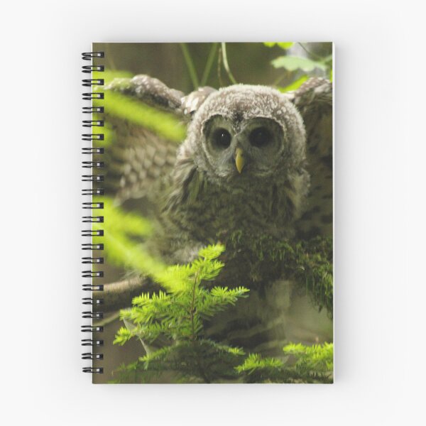 Item preview, Barred Owlet  designed and sold by THurdCreations.