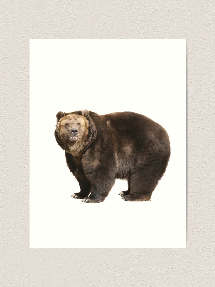 Brown bear fur texture Wall Mural