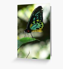 Kuranda Butterfly 2 Greeting Card