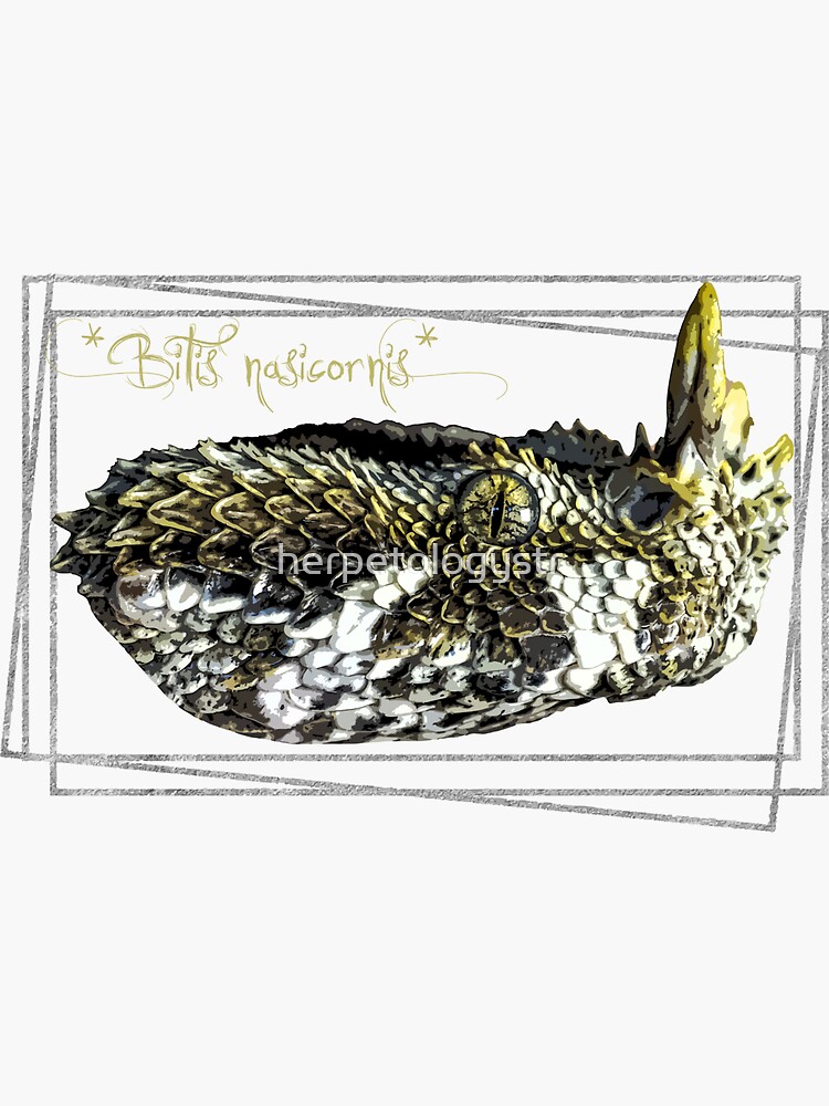 “Rhinoceros Viper (Bitis nasicornis) Design” Sticker for Sale by