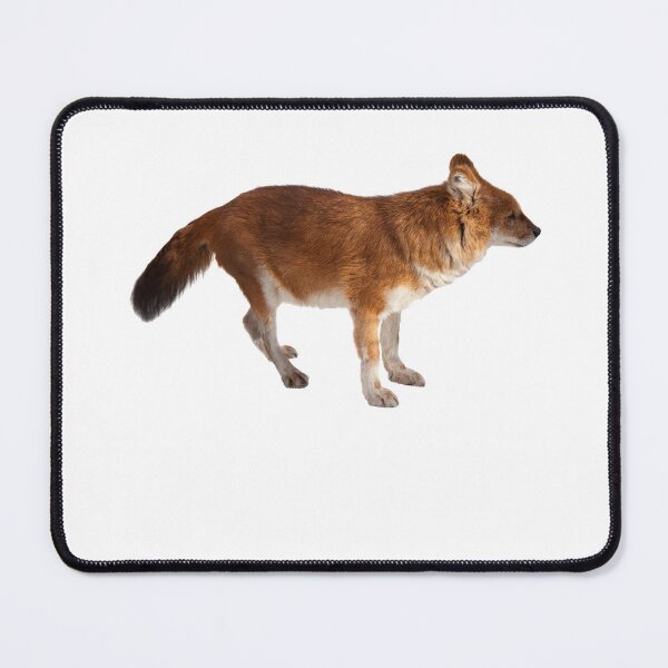 Item preview, Dhole designed and sold by EndangeredFotos.